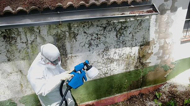 Trusted Mold Remediation service in Black Creek, NC - Cheap Mold Removal